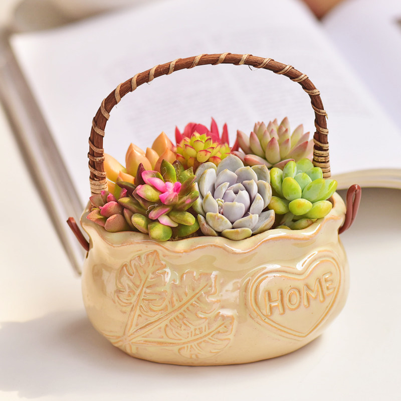 陶瓷手提篮多肉植物组合盆栽办公室内桌面花卉礼品小摆件好看好养,淘宝优惠券,粉丝福利购,淘宝优惠卷