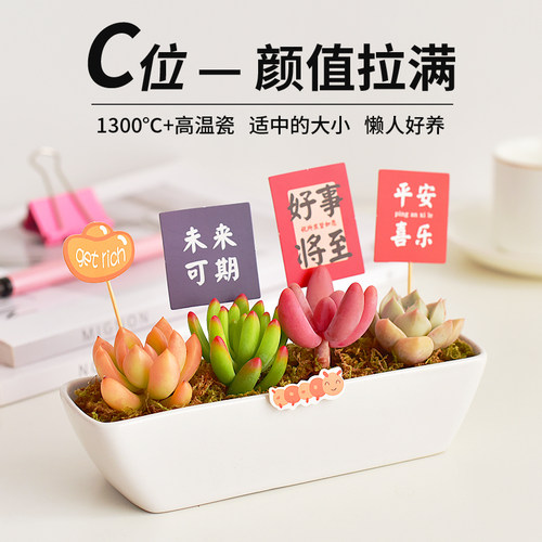 白色陶瓷盆多肉植物组合盆栽室内新手好养苔藓办公桌面装饰景观 - 图0