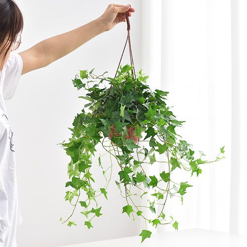 常春藤吊篮盆栽室内净化空气藤编花篮装饰四季常青爬藤绿植物桌面 - 图0