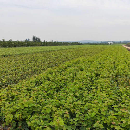 青岛基地寒香早熟葡萄苗葡萄树苗南方北方种植盆栽庭院爬藤果树-图2