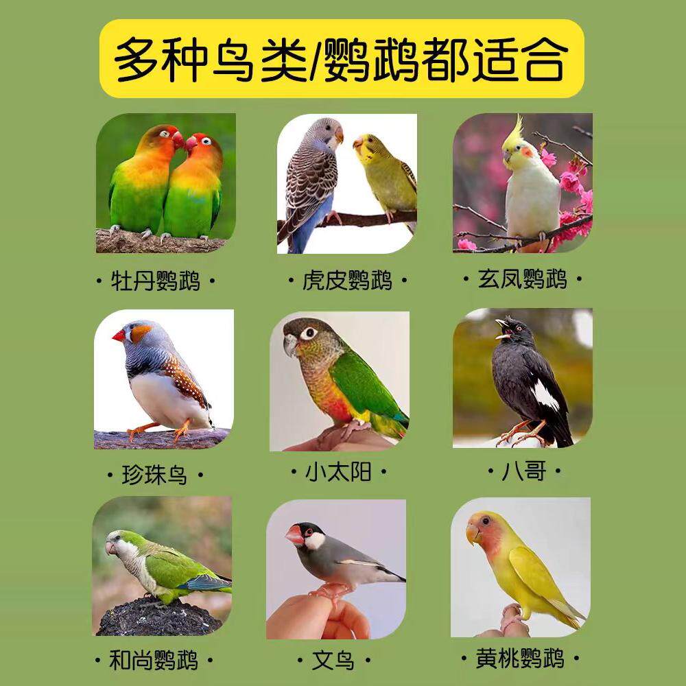 墨鱼骨鹦鹉专用新纯手工晾晒货海螵蛸虎皮龟松鼠补钙墨鱼骨宠物,淘宝优惠券,粉丝福利购,淘宝优惠卷