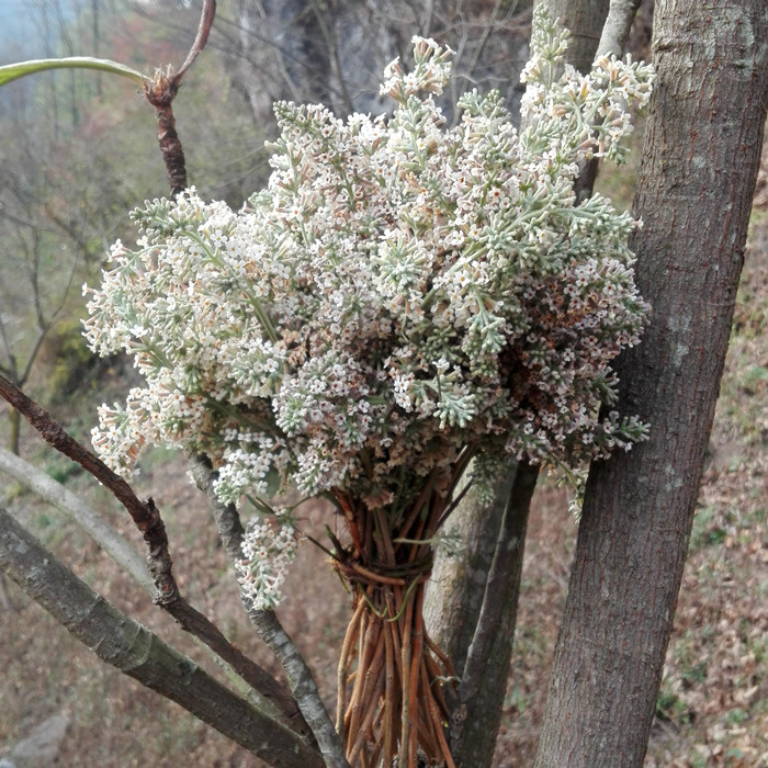 黄饭花野生密蒙花新鲜花迈花麦五色糯米饭染料米汤花染饭花黄花树-图1