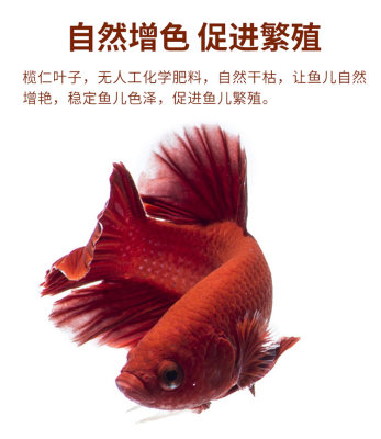 纯天然懒人叶 榄仁叶降低鱼缸ph值 降酸调节改善水质自然抗菌 虎窝淘
