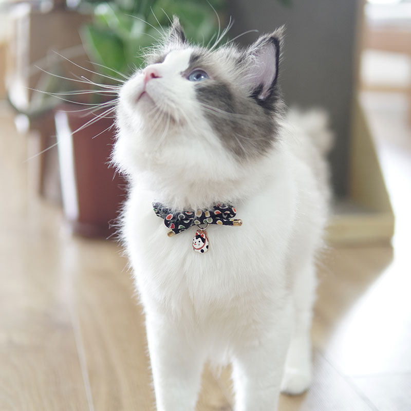 猫咪世界日本进口猫咪项圈项链日式犬张子挂坠祈福健康成长_虎窝淘