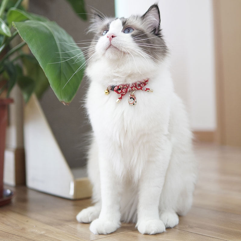 猫咪世界日本进口猫咪项圈项链日式犬张子挂坠祈福健康成长_虎窝淘