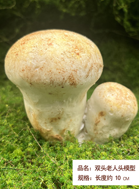 20多款云南野生菌菇模型软装饰品