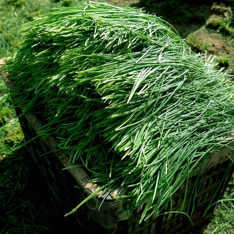 【顺丰包邮】沙葱新鲜甘肃沙葱新鲜沙葱特产蔬菜新鲜蔬菜野菜小葱,淘宝优惠券,粉丝福利购,淘宝优惠卷