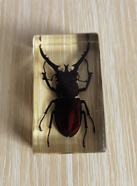 琥珀小摆件螃蟹学生礼品昆虫标本