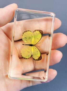 千年虫昆虫树脂标本工艺品