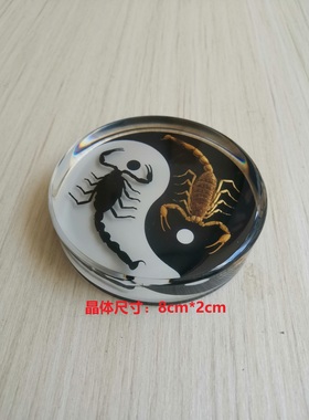 树脂摆件桌面蝎子蜘蛛标本
