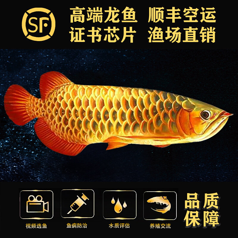 金龙鱼活鱼幼苗印尼辣椒红龙鱼古典蓝底过背高背练手热带鱼观赏鱼,淘宝优惠券,粉丝福利购,淘宝优惠卷