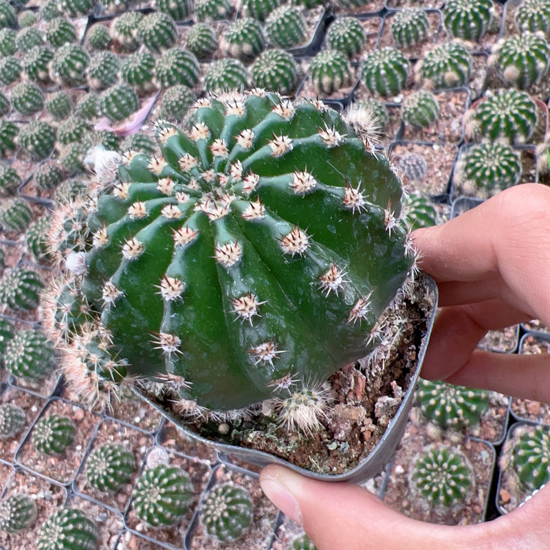 仙人球仙人掌通用多肉植物营养土育苗土煤渣颗粒土基地自用培养土 - 图2