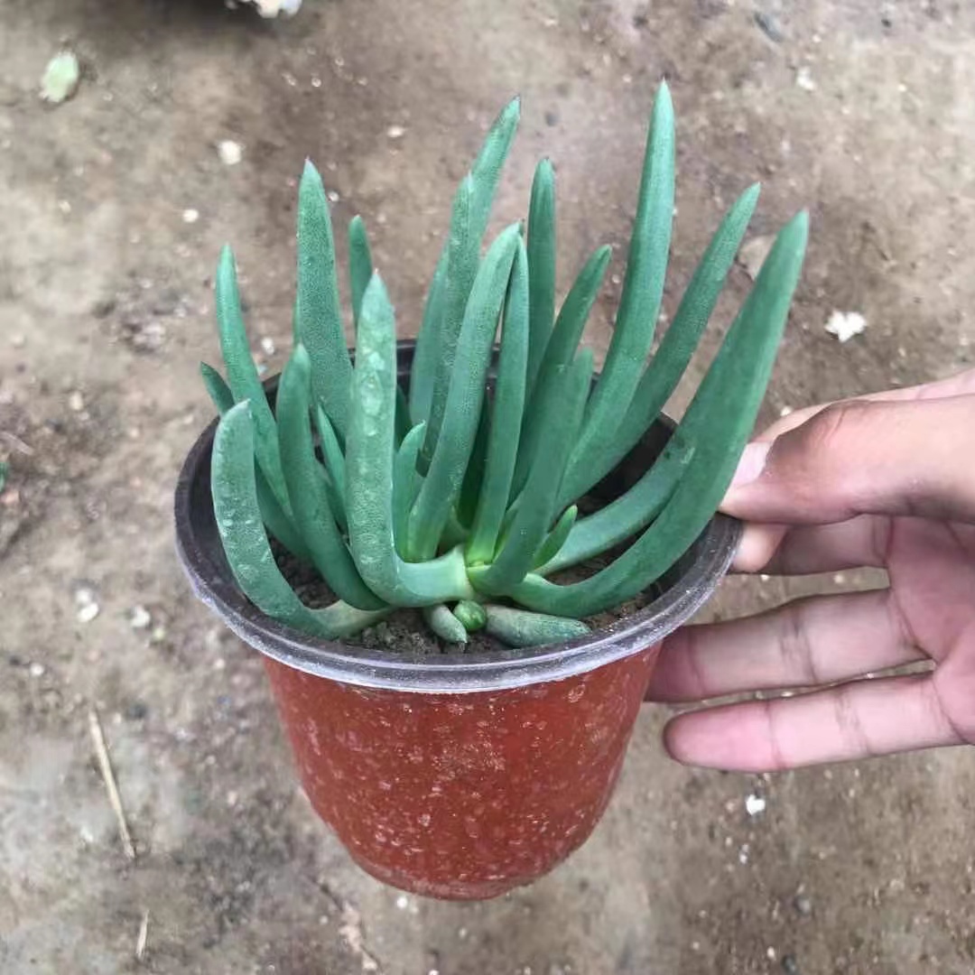 奔龙开花多肉植物盆栽绿植阳台桌面花卉易爆盆群生趣味多肉 - 图3