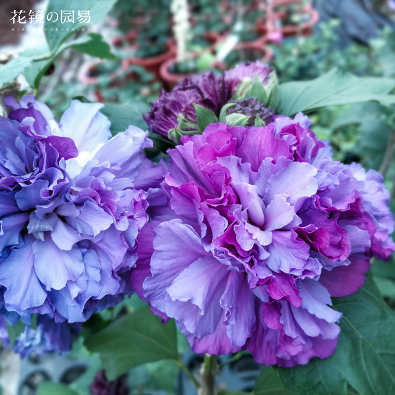 日本重瓣小木槿花树苗蓝莓冰沙盆栽阳台花园浓香花卉植物室内绿植