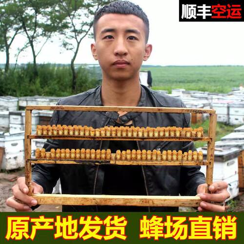 东北黑蜂蜂王浆野生农家自产纯正天然正品新鲜低产活性蜂皇浆500g - 图1