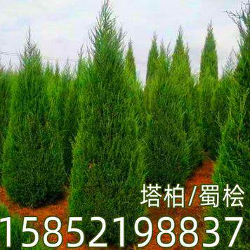 柏树苗松柏塔柏树苗 蜀桧侧柏圆柏松树宝塔松龙柏苗 柏树四季青 - 图0