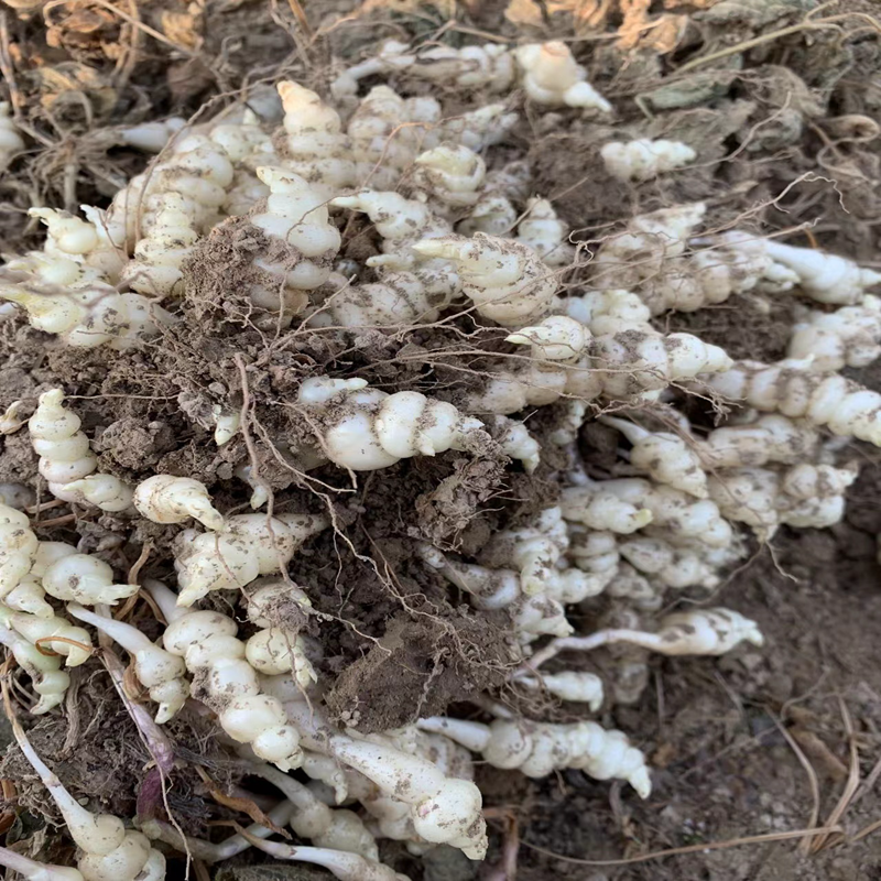 现挖螺丝菜新鲜宝塔菜地环甘露子草石蚕地牯牛葫芦产地直销酱泡-图3