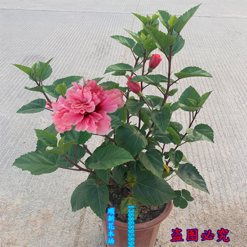 扶桑花盆栽四季朱槿花苗重瓣多色大红花好养绿植耐寒耐热阳台庭院 - 图1