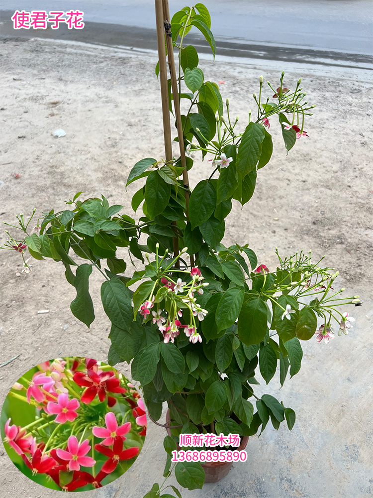 使君子爬藤植物浓香型重瓣水吏子花苗围墙五彩夜来香盆栽留球子-图2