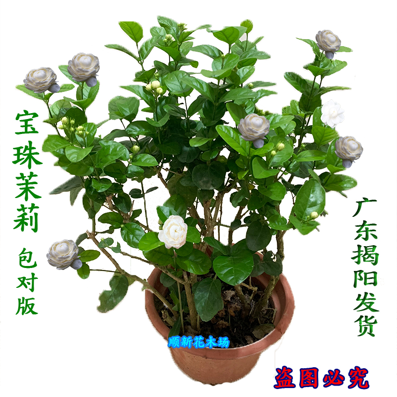 宝珠茉莉正宗圆叶茉莉盆栽浓香花苗重瓣小荷花超重瓣茉莉虎头花 爱鉴花智能清新生活