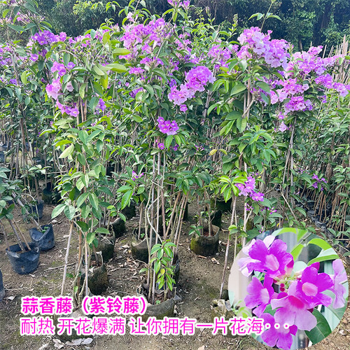 蒜香藤花紫铃藤 藤本植物 奇特爬藤花苗 庭院盆栽开花会变色植物 - 图0