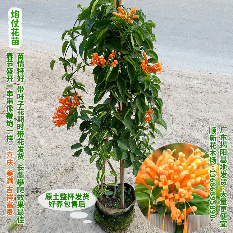 炮仗花苗爬藤植物 常青鞭炮花苗大苗花苗攀援花卉红爆竹花围墙花,淘宝优惠券,粉丝福利购,淘宝优惠卷