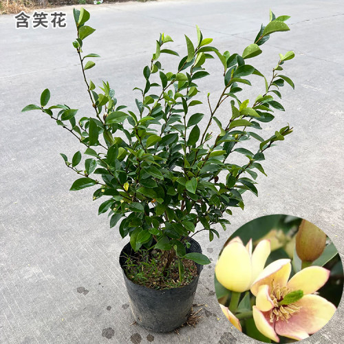 含笑花苗盆栽 香妃树苗芳香植物耐寒四季常青 庭院阳台室内外含笑 - 图2