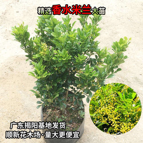 米兰花苗庭院驱蚊虫植物绿植花卉浓香花好养花卉香水米兰多季花卉 - 图2