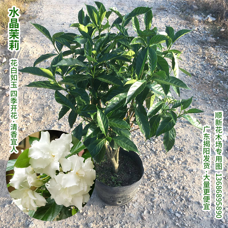 水晶茉莉花苗狗牙花盆栽丁香茉莉带花苞浓香型庭院阳台秋香花盆栽 - 图1