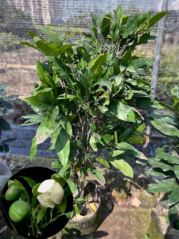 夜合花盆栽 夜来木兰花苗庭院阳台 浓香洁白型武夷木莲花树桩木兰 - 图3