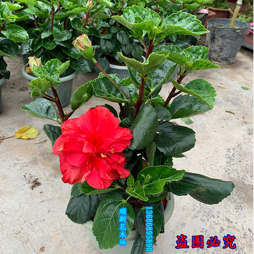 扶桑花盆栽四季朱槿花苗重瓣多色大红花好养绿植耐寒耐热阳台庭院 - 图0