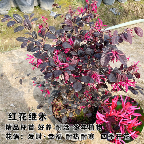 红花继木苗檵木苗四季开花工程绿化袋苗耐热耐寒红桎木继木树苗 - 图2