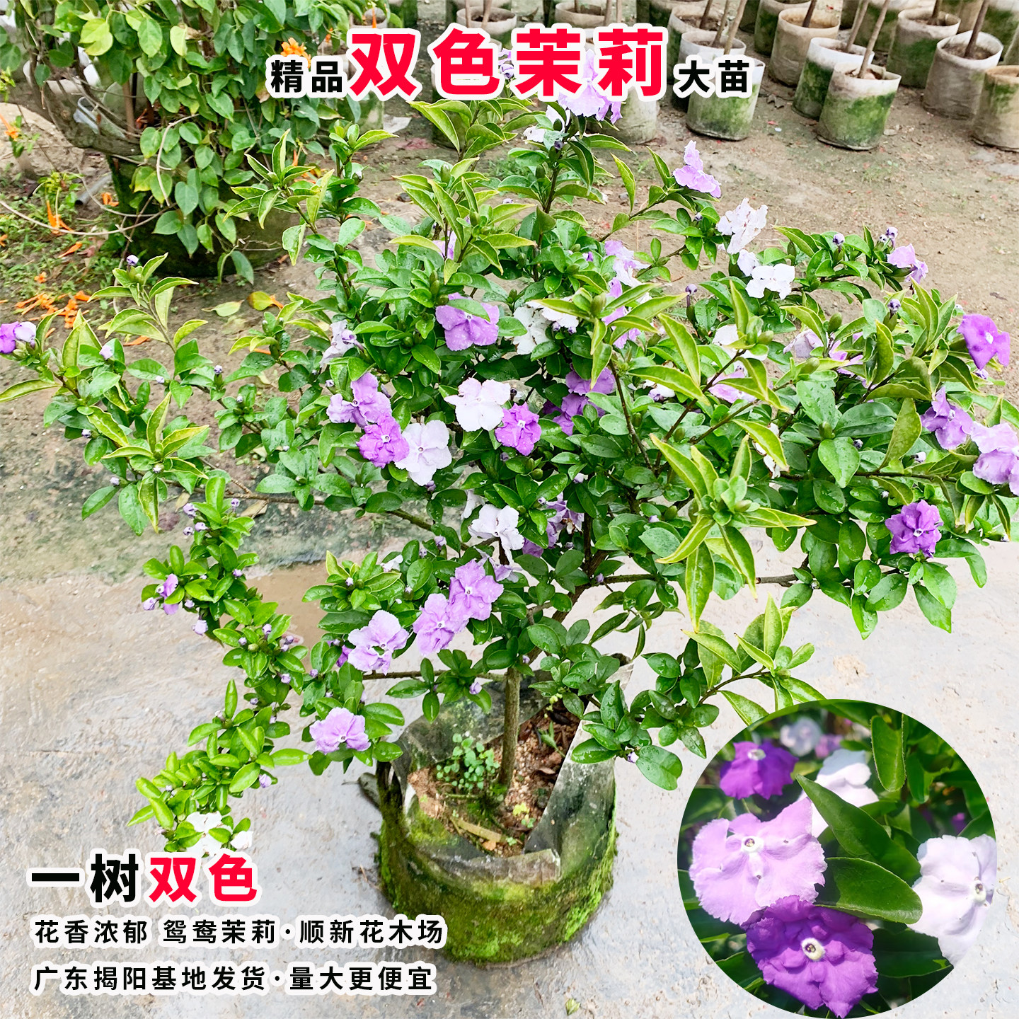 双色茉莉花苗鸳鸯茉莉花盆栽浓香型茉莉多色茉莉花苗阳台庭院植物,淘宝优惠券,粉丝福利购,淘宝优惠卷