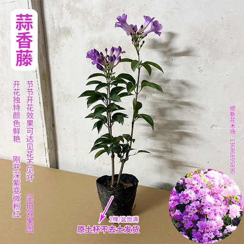 蒜香藤花紫铃藤 藤本植物 奇特爬藤花苗 庭院盆栽开花会变色植物 - 图2