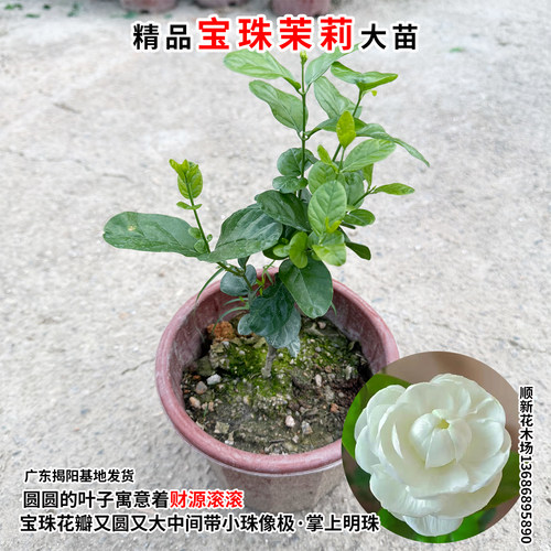 宝珠茉莉花苗圆叶白茉莉耐高温暴晒超重瓣宝珠小荷花盆栽阳台庭院 - 图2