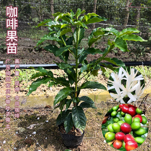 咖啡果苗盆栽咖啡豆种植苗云南小粒鲜果咖啡树卡迪姆四季可种果苗 - 图1