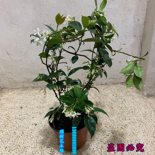 风车茉莉爬藤植物银丝茉莉花苗络石藤四季攀爬花卉阳台浓香盆栽花 - 图1