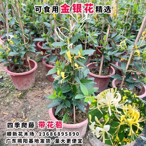 金银花树苗爬藤食用金银花苗浓香花卉耐寒植物鸳鸯藤盆栽好养植物 - 图1