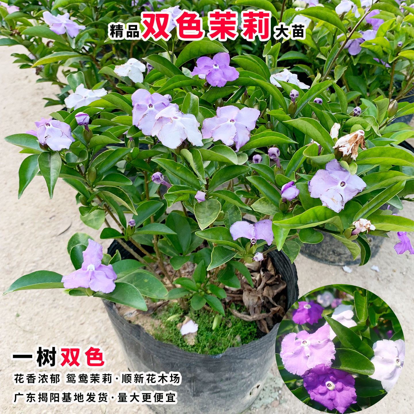 双色茉莉花苗鸳鸯茉莉花盆栽浓香型茉莉多色茉莉花苗阳台庭院植物,淘宝优惠券,粉丝福利购,淘宝优惠卷
