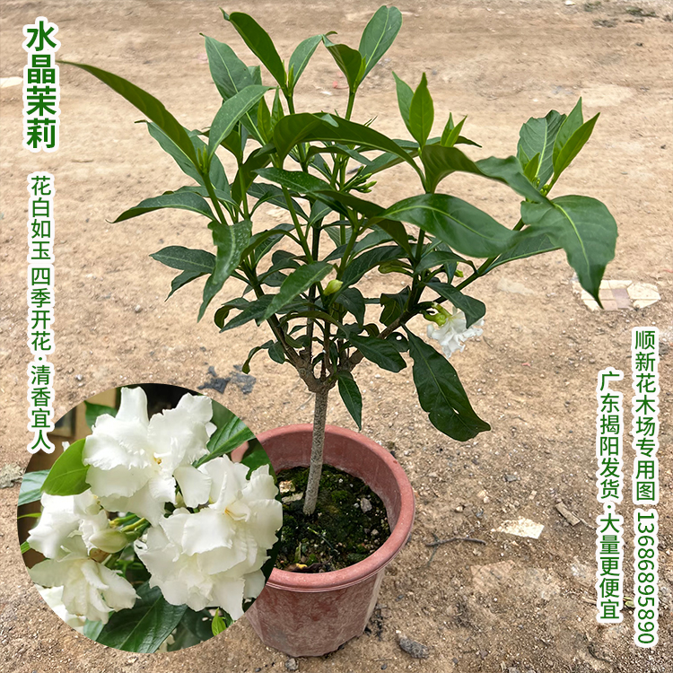 水晶茉莉花苗狗牙花盆栽丁香茉莉带花苞浓香型庭院阳台秋香花盆栽 - 图0