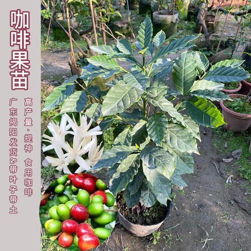 咖啡果苗盆栽咖啡豆种植苗云南小粒鲜果咖啡树卡迪姆四季可种果苗 - 图0