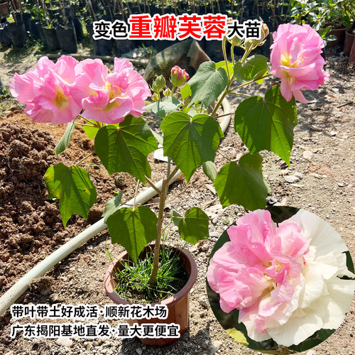 三醉芙蓉花苗 变色拒霜花 重瓣木芙蓉花盆栽带花苞耐寒室内外植物 - 图0