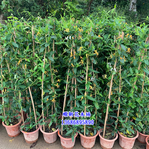金银花树苗爬藤食用金银花苗浓香花卉耐寒植物鸳鸯藤盆栽好养植物 - 图2