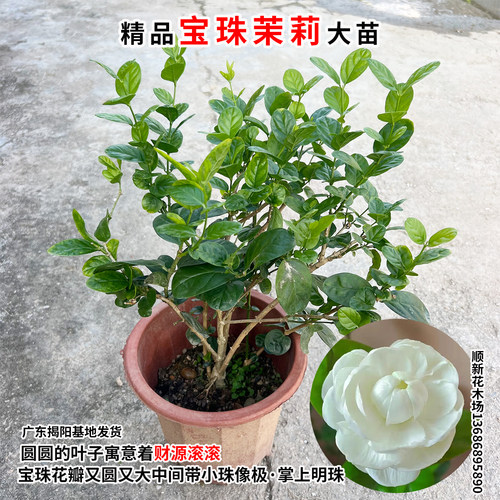 宝珠茉莉花苗圆叶白茉莉耐高温暴晒超重瓣宝珠小荷花盆栽阳台庭院 - 图0