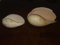 The Old Pharaoh Old Sea Snail Shells Phartang Supplies Fo the Instrumental Rare Buddhist Hall Special 
