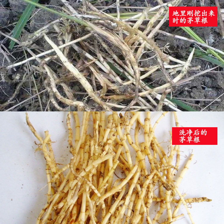 茅草根白茅根寒草根甜草根地节根茹根兰根地筋干品包邮_虎窝淘