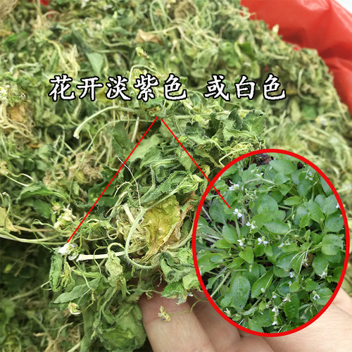中药材七星莲 又叫匍伏堇 七星连  小白菜草药干货 500克2026新货 - 图1