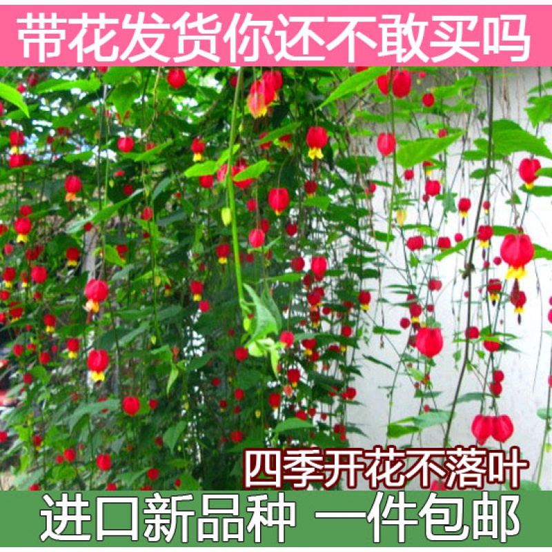 藤本花卉悬风铃花蔓性红灯笼花盆栽藤蔓植物庭院阳台爬藤-图0