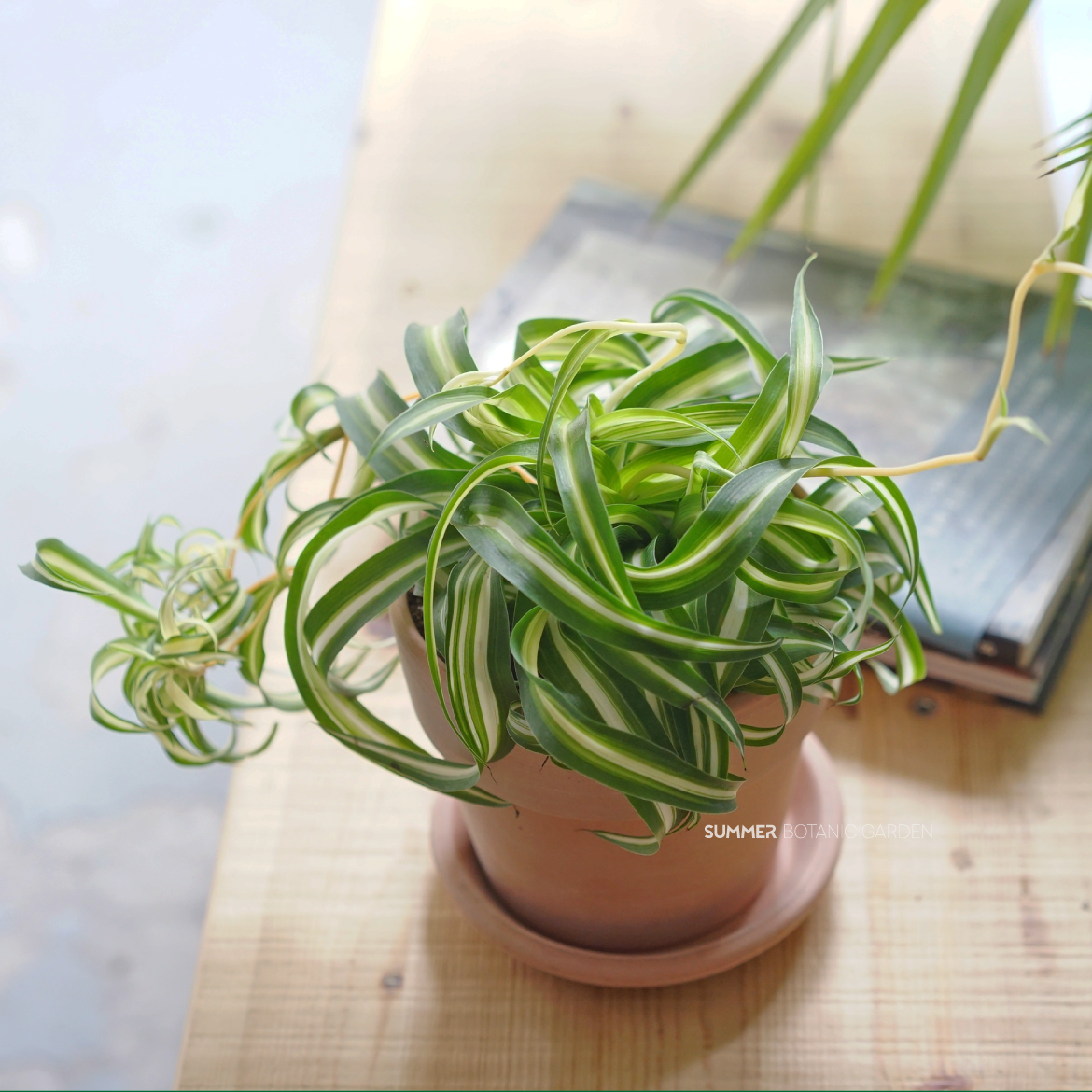 /仲夏植物园/卷叶吊兰 邦尼 室内观叶耐阴植物 桌面小盆栽 易养护 - 图1