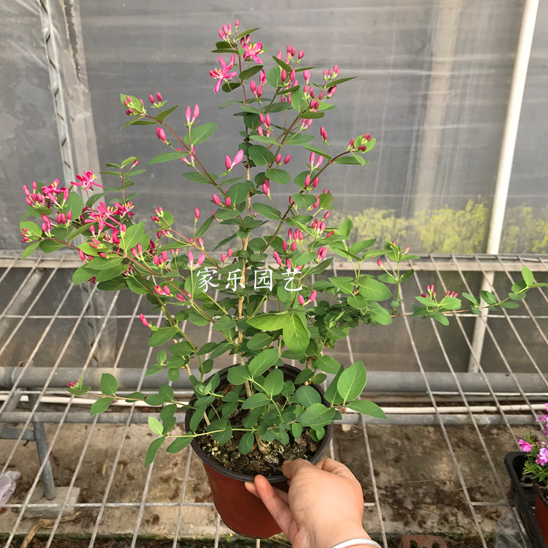 蓝叶忍冬  多年生灌木植物 木本花卉 阳台 庭院盆栽 好养 花期长 - 图0